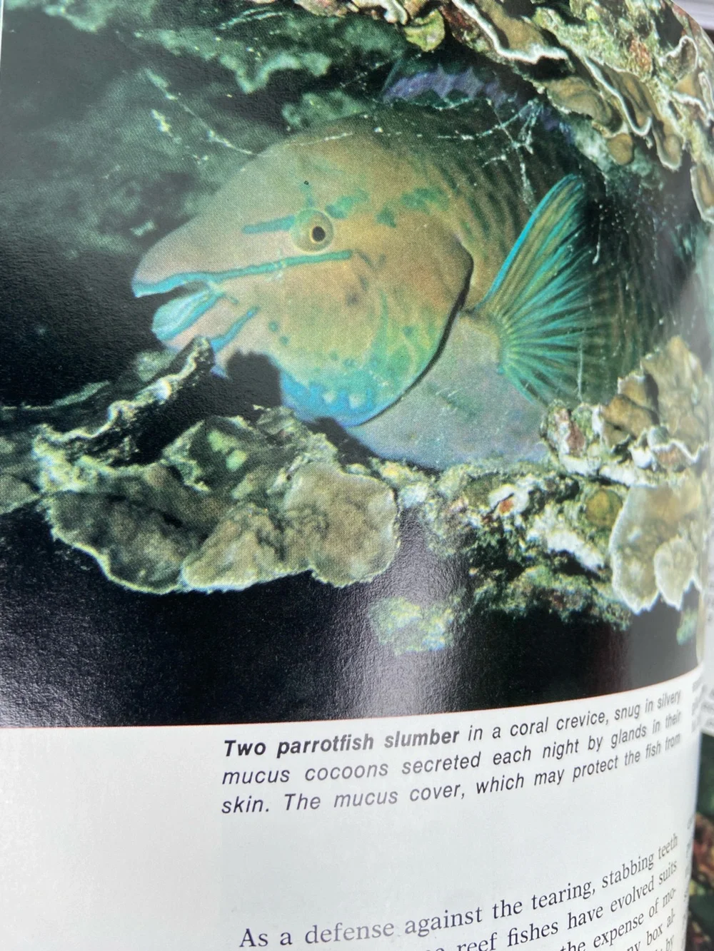 animal book Ocean Sea Island animals wildlife Tropical Fish cover coastal beach